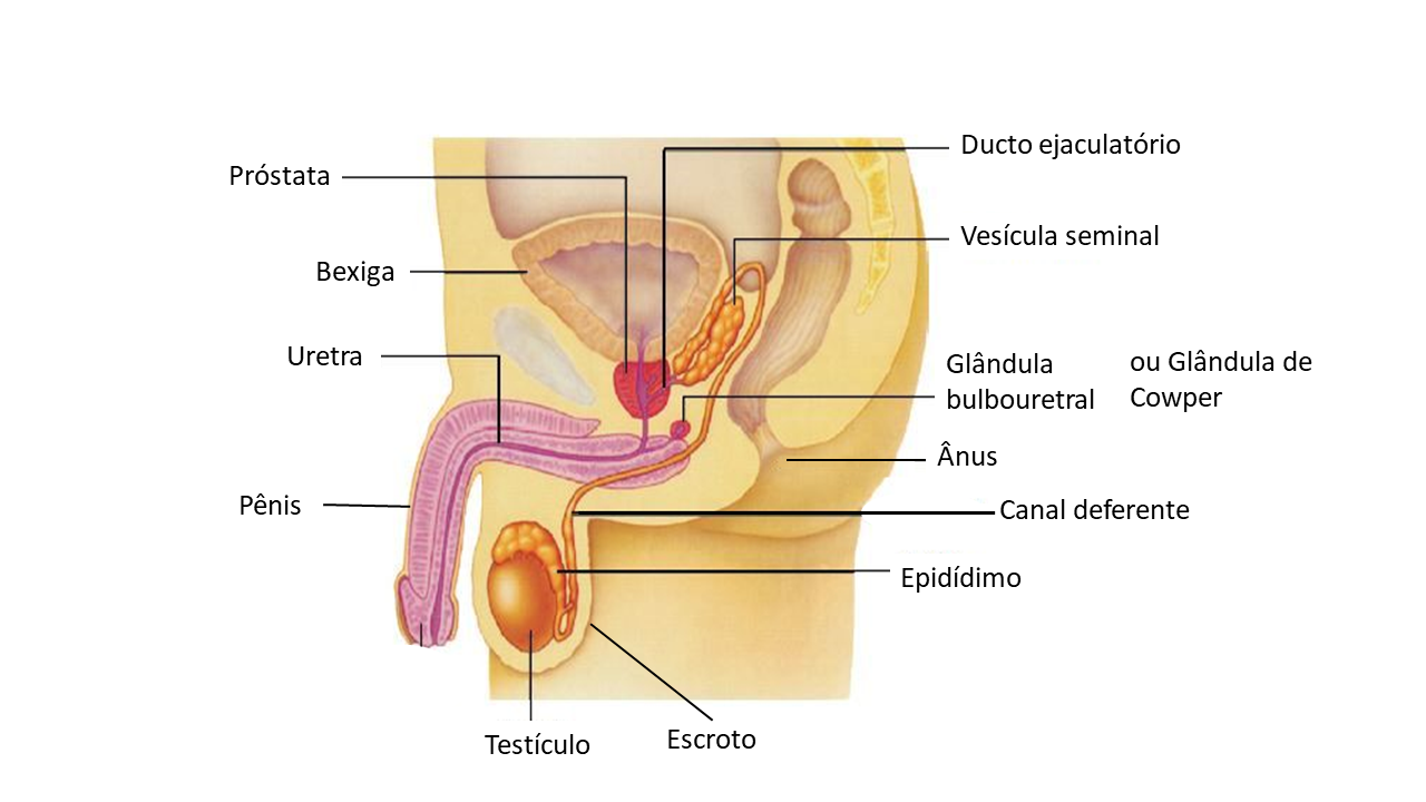 Aparelho Reprodutor Masculino Portal Disfunção Sexual