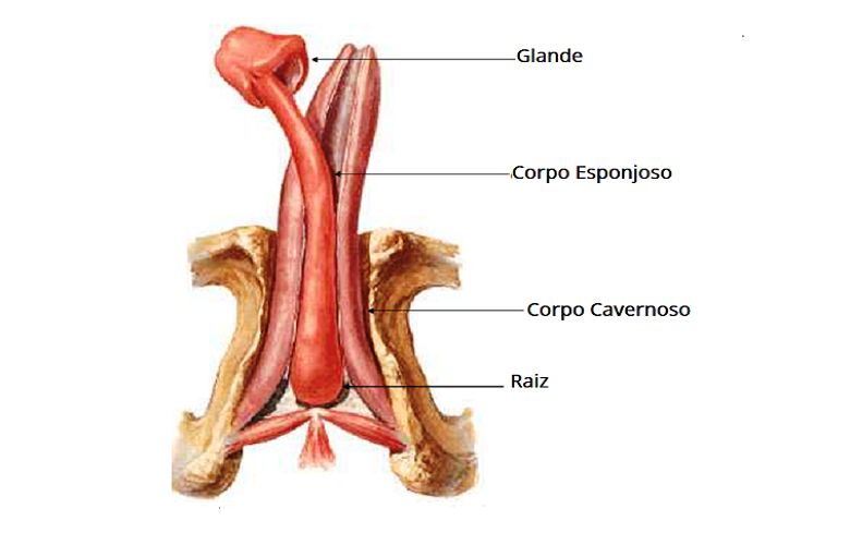 Estrutura interna do pênis Portal Disfunção Sexual