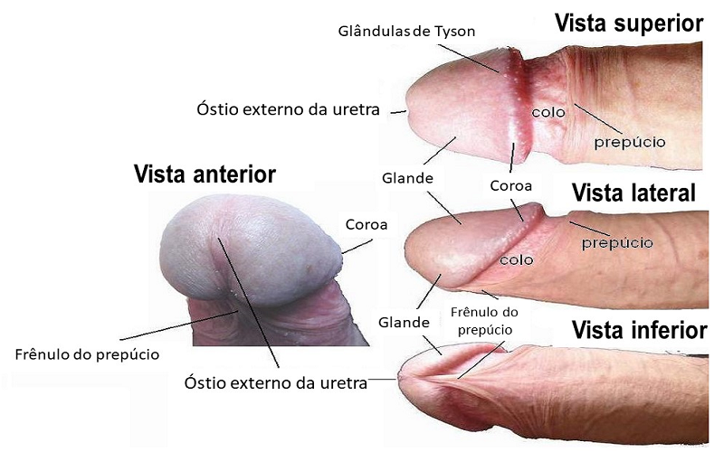 Partes do pênis Portal Disfunção Sexual