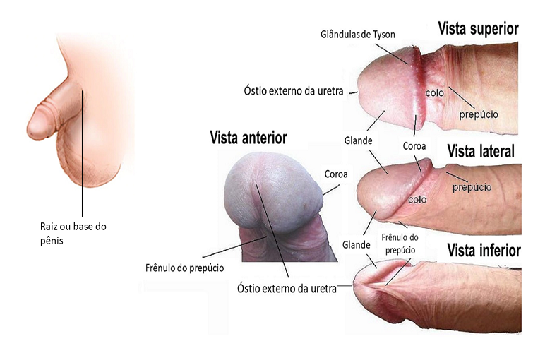 Partes externas do pênis Portal Disfunção Sexual