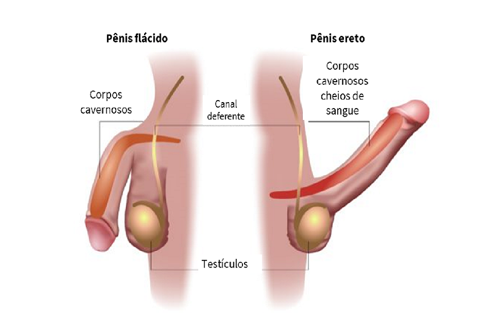 Pênis ereto e corpos cavernosos