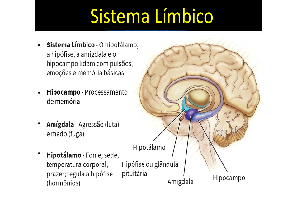 Sistema Límbico