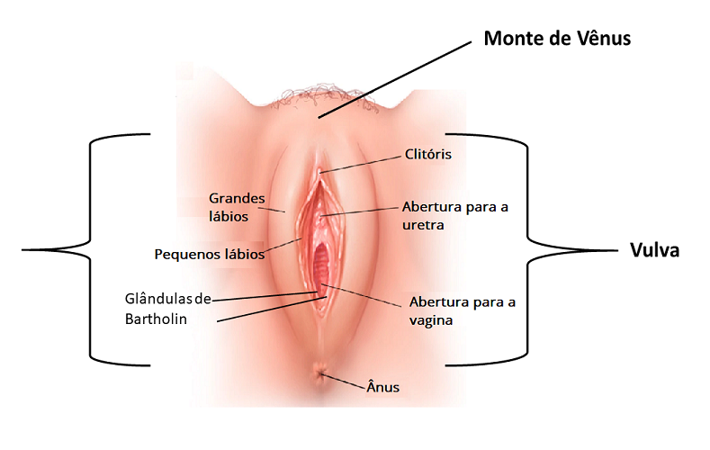 Órgãos sexuais externos da mulher Portal Disfunção Sexual