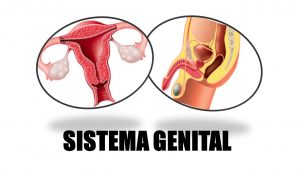 Sistema genital masculino e feminino
