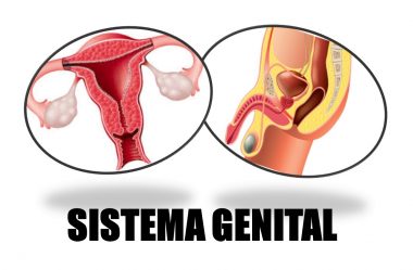 Sistema genital masculino e feminino