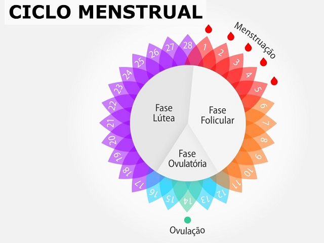 CICLO MENSTRUAL IMAGEM