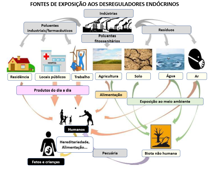 Fontes de exposição aos desreguladores endócrinos 