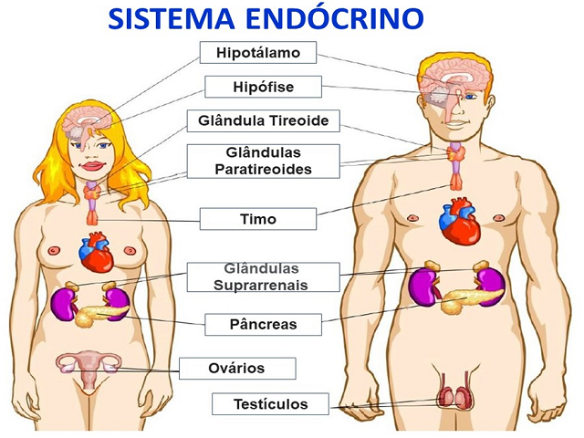 SISTEMA ENDÓCRINO