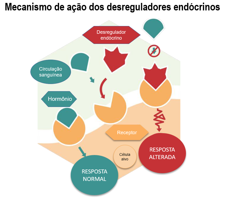 Mecanismo de ação dos desreguladores endócrinos